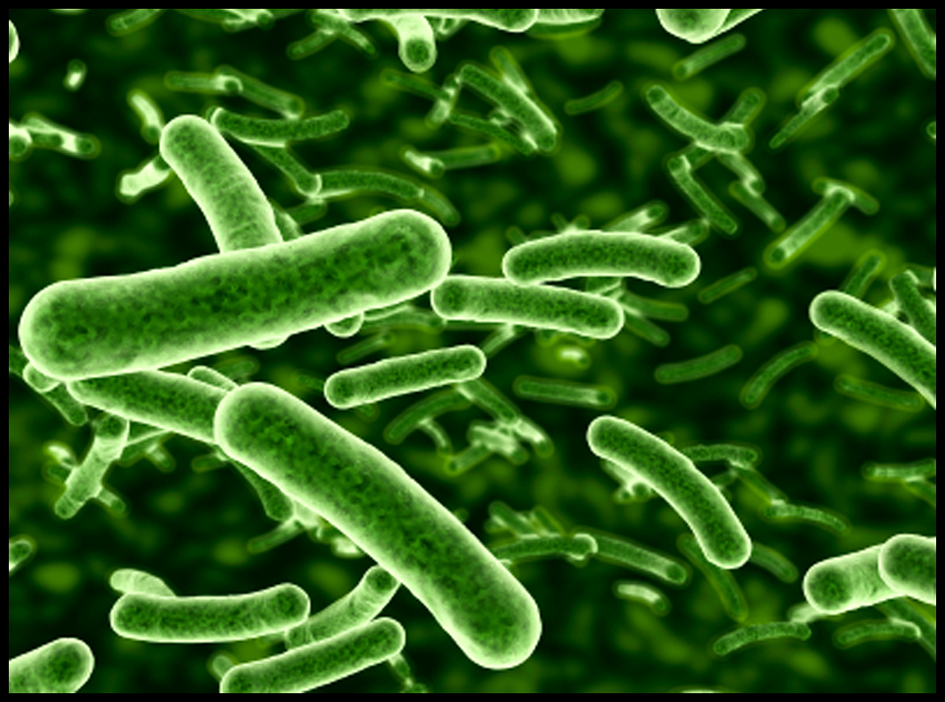 Should I use Probiotics?