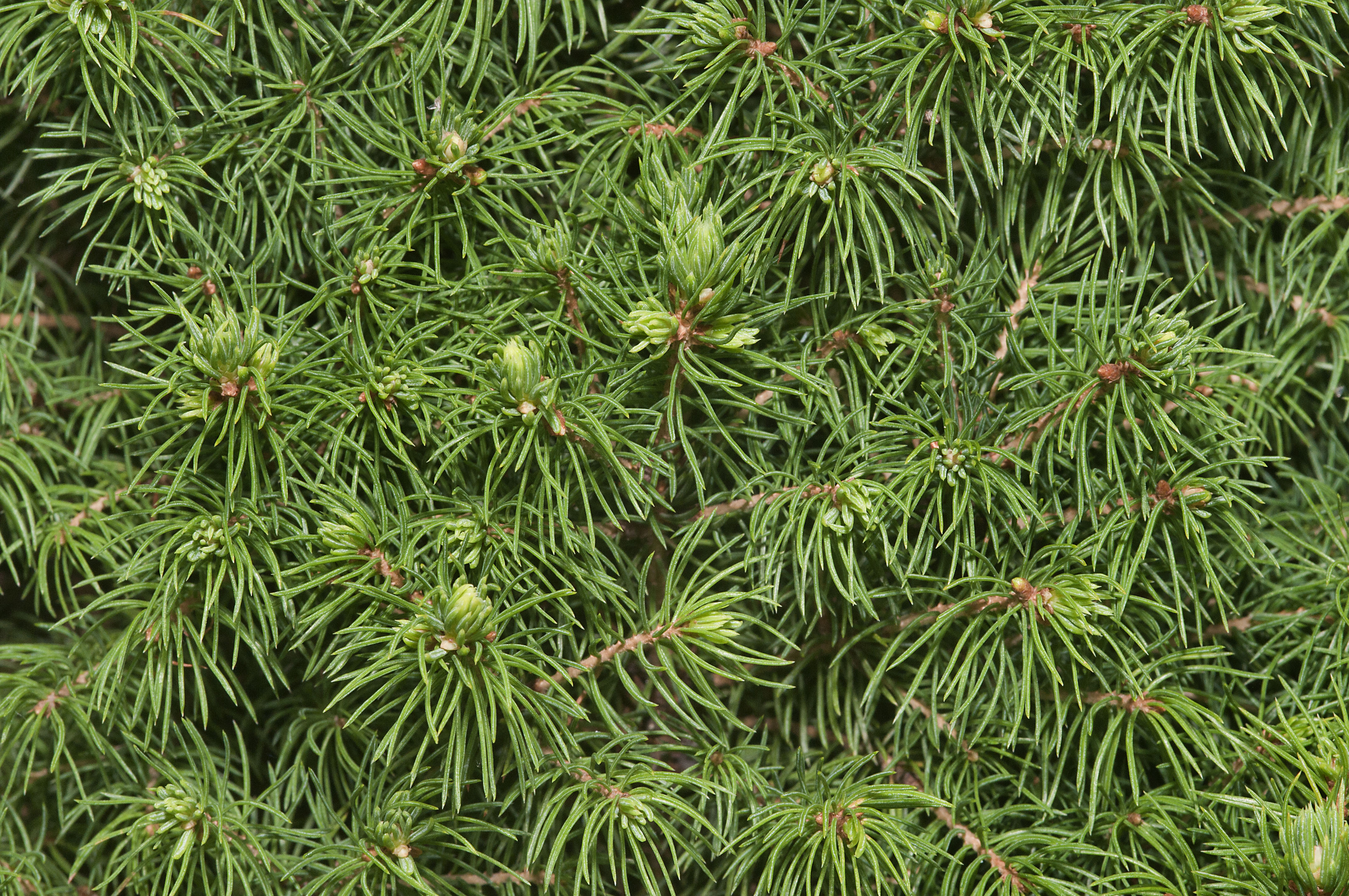 Traditional Uses of Holiday Herbs