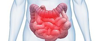 Importance of the Digestive Tract