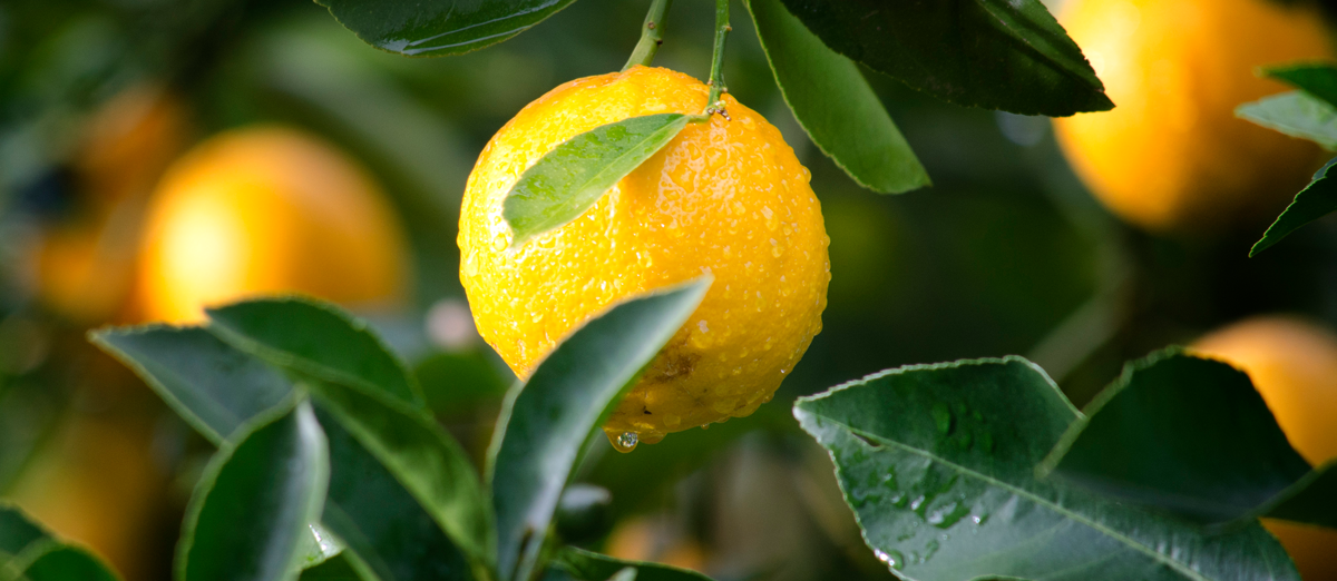 Lemons